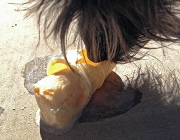 Dog Ice Cream Cone