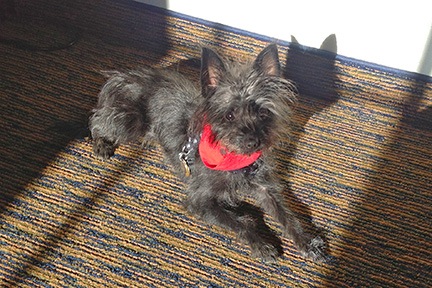 Penny Lounges in the Sun