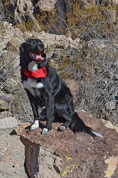 Charlie on a Rock