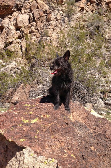Penny on a Rock