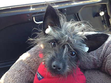 Penny w/Ear Plugs