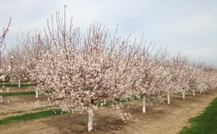 Almond Trees in Full Bloom