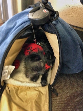 Frequent Flyer Dog