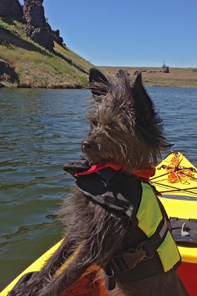 Penny the Kayaking Dog