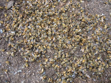 Dead Bees