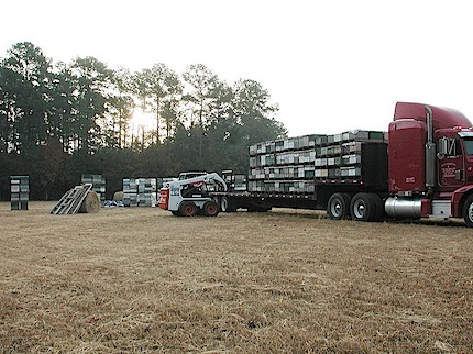 Bees being Moved