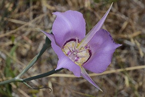 Big Purple Flowers