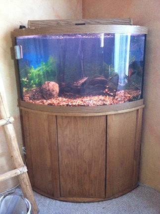 Fish Tank