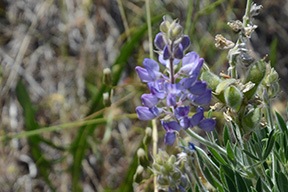 Lupine