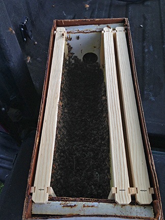Captured Swarm