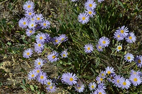 Purple Flowers