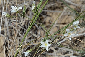 Tiny White Flowers