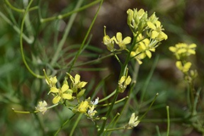 Tiny Yellow Flowers