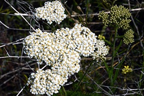 White Flowers