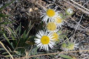 White & Yellow Flowers