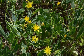 Yellow Flowers