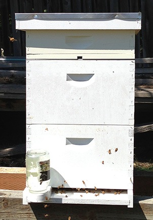 Hive #1 in Mid July 2013