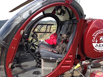 Penny in a Schweizer