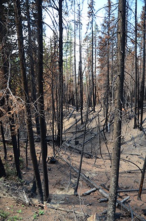 Burned Forest