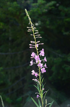 Flower along Road