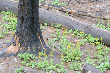 Flowers and Burned Trees