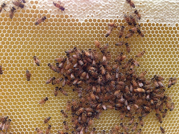 Honey Comb