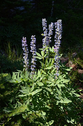 Lupine
