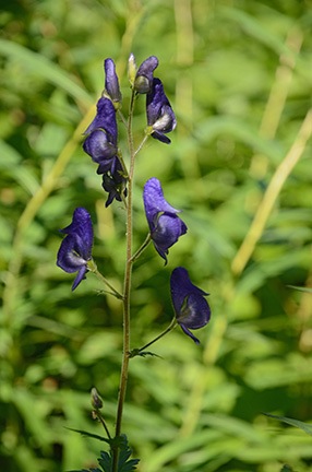 Western Monkshood