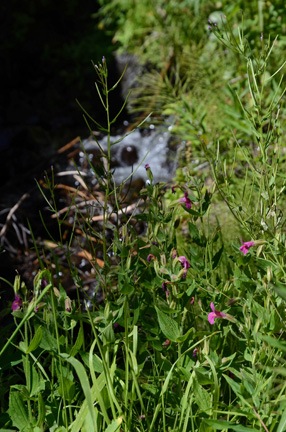 Purple Monkey Flower