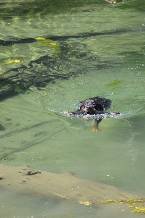Swimming Rottie