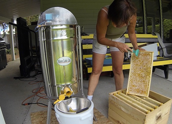 Bees: First Honey Extraction | An Eclectic Mind