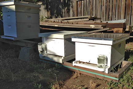 My Three Hives
