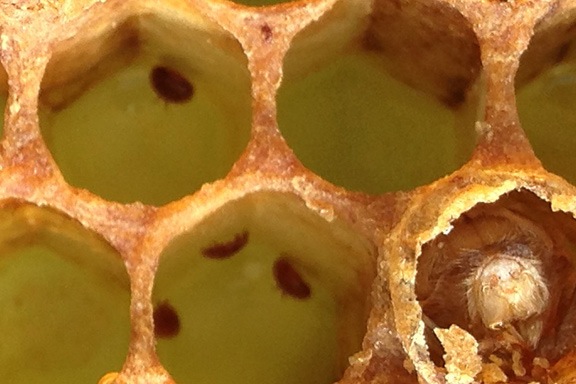 Varroa Mites on a Drone Frame