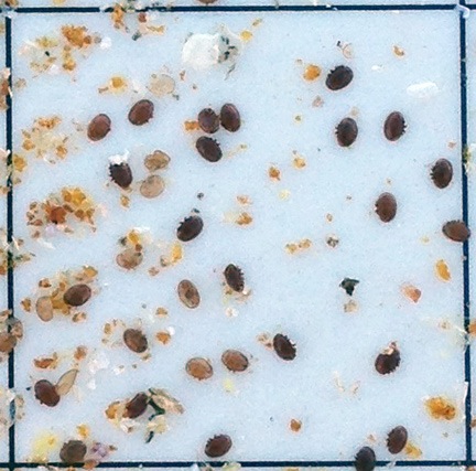 Mites on a Sticky Board