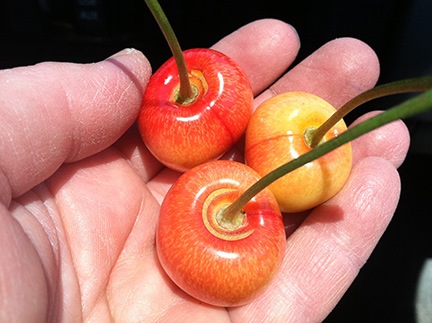 Split Cherries