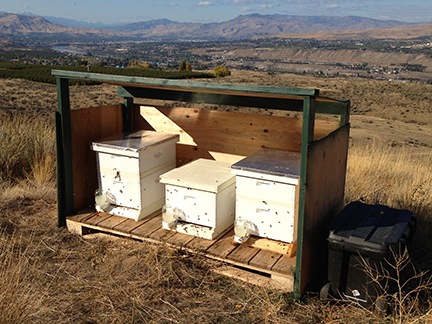 My Bees in their New Shelter