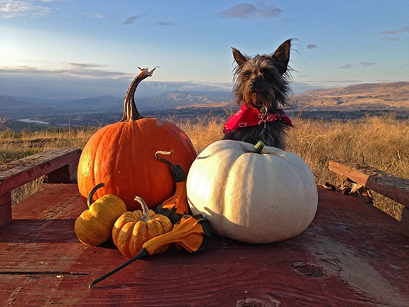 Penny with Pumpkins