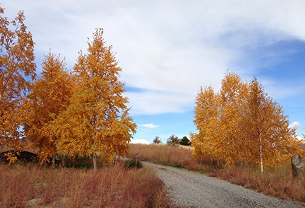 Quaking Aspen