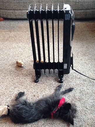 Radiator Dog
