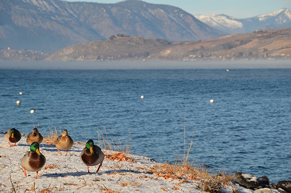 Ducks on a Mission