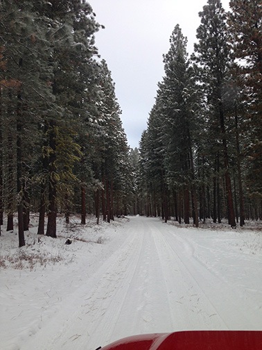 Snowy Forest Road