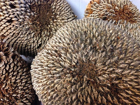 Sunflower Seed Heads