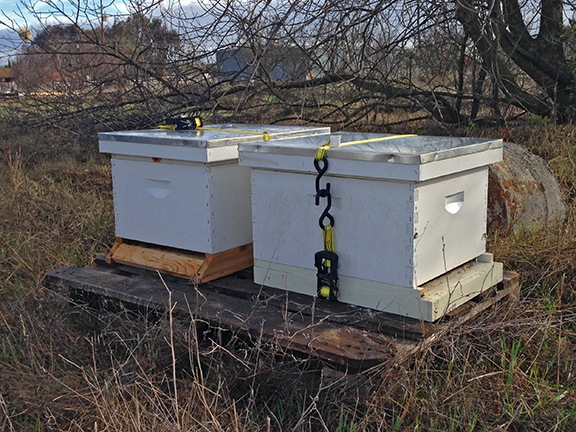 Bee Hives