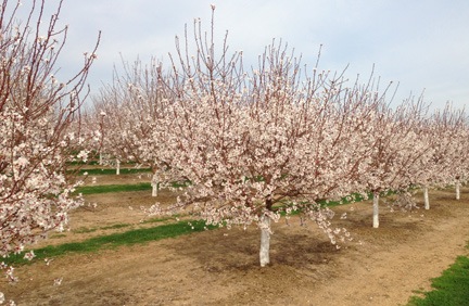 Almond Trees