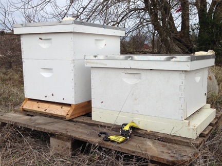 Bees