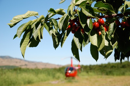 Cherry Drying Parking