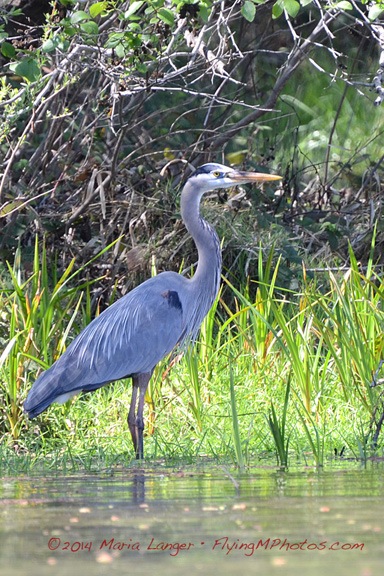 Heron