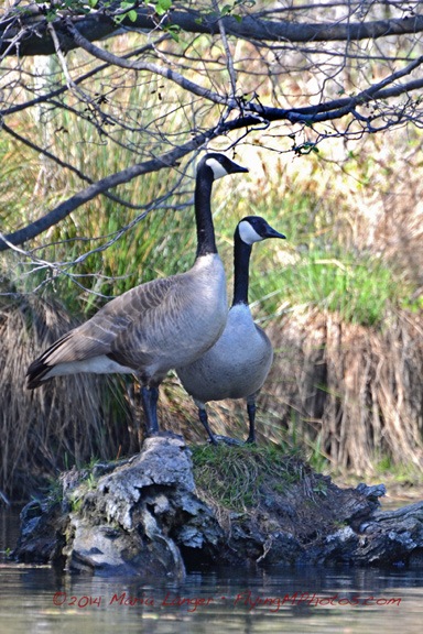 Canada Geese