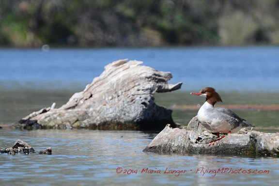 Duck on a Log