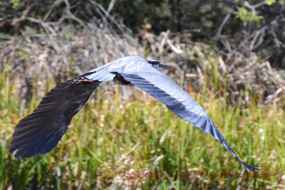 Heron in Flight